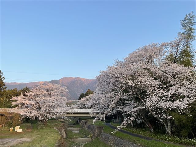 桜の木と蓬莱山