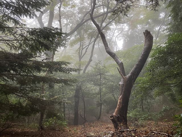 霧のキタダカ道