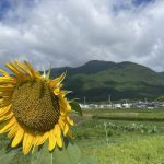 ひまわりと比良山地