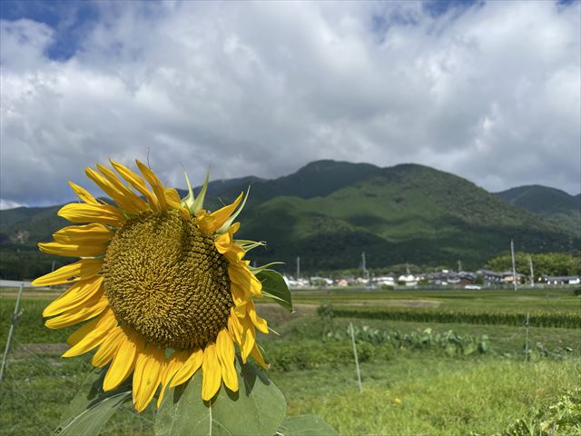 ひまわりと比良山地