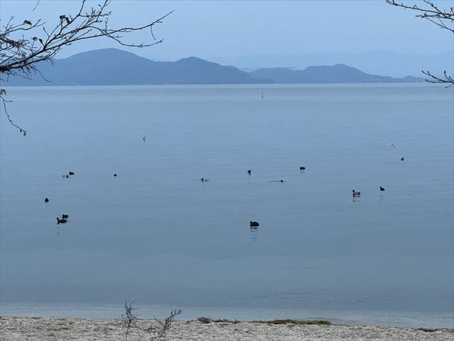 琵琶湖に浮かぶ鴨