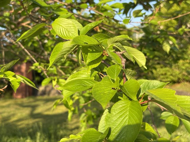 桜葉