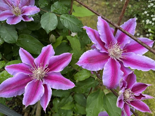 花