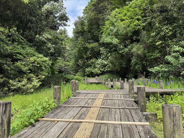 湿生花園