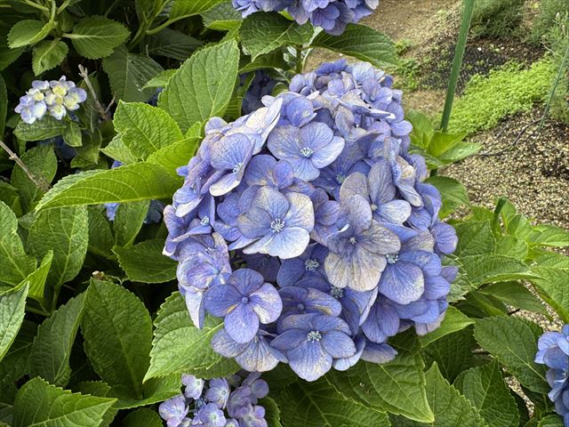 紫陽花