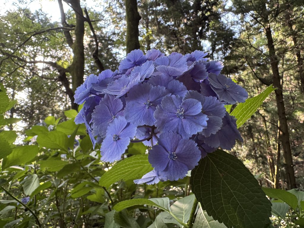 紫陽花