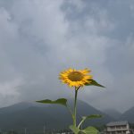 ひまわり