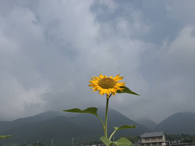 ひまわり