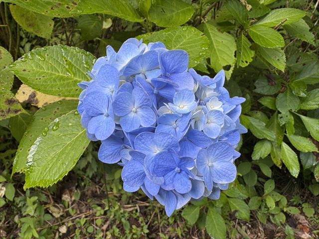 紫陽花