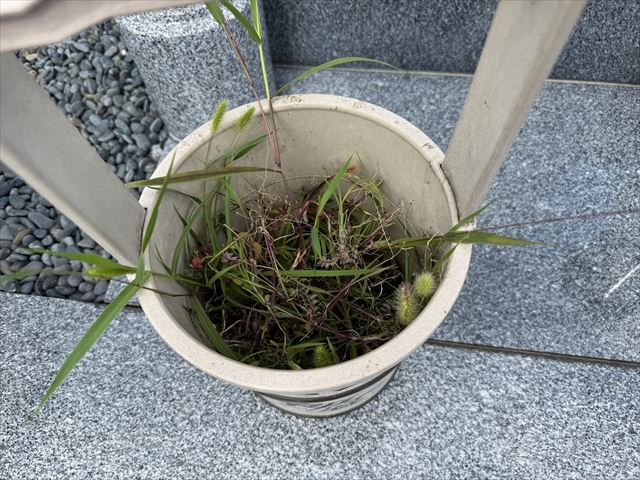 蝉
