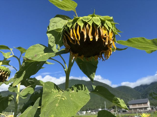 向日葵
