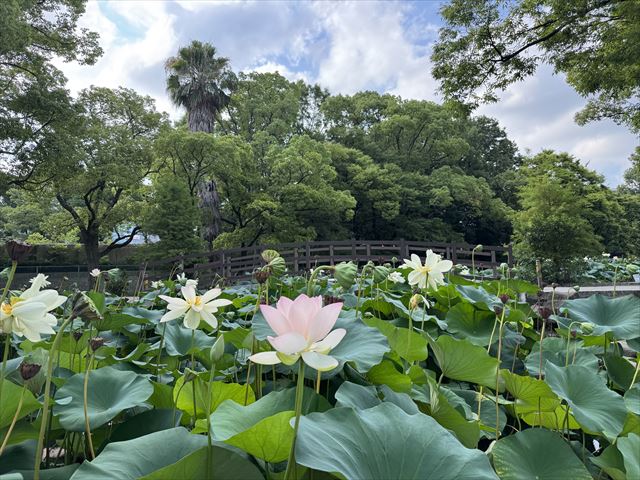 ひょうたん池