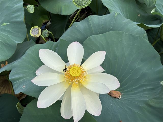 蓮の花