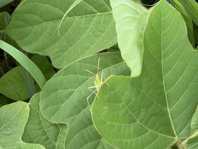 ばった君