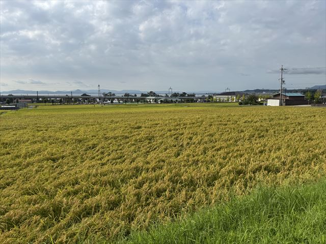 収穫間近